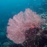 33362451301_f8b7adb5ad_k