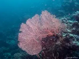 33362451301_f8b7adb5ad_k