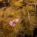 33449971906_3e0bad9741_k